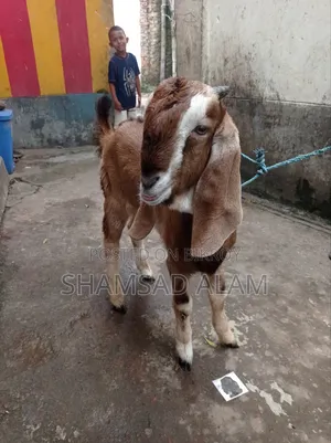 পাঠা বাচ্চা ছাগল, ৪ মাস বয়স