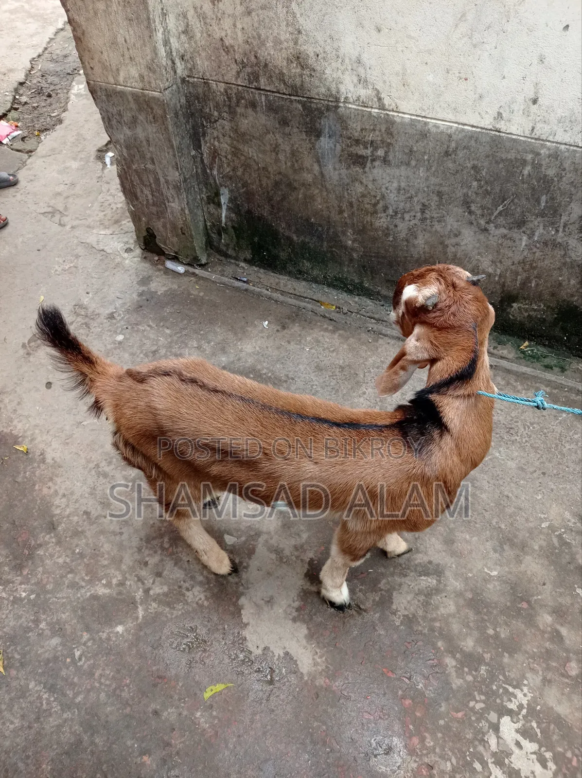 পাঠা বাচ্চা ছাগল, ৪ মাস বয়স