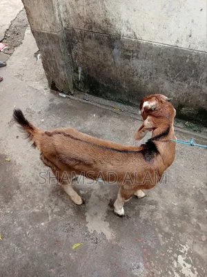 পাঠা বাচ্চা ছাগল, ৪ মাস বয়স