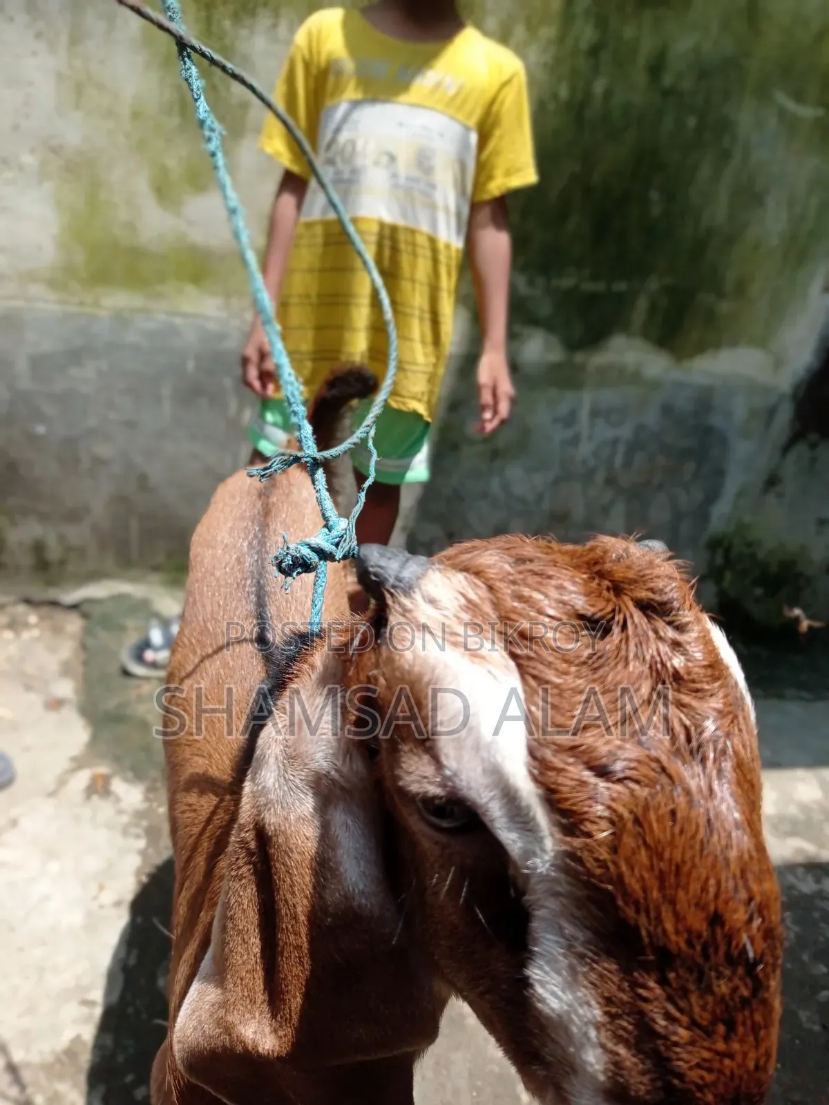পাঠা বাচ্চা ছাগল, ৪ মাস বয়স