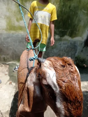 পাঠা বাচ্চা ছাগল, ৪ মাস বয়স