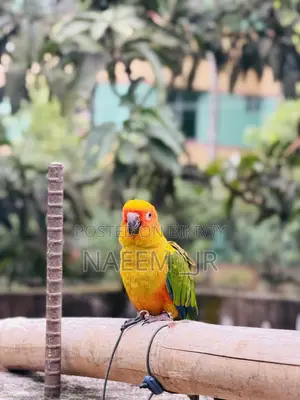 সান কুনুর