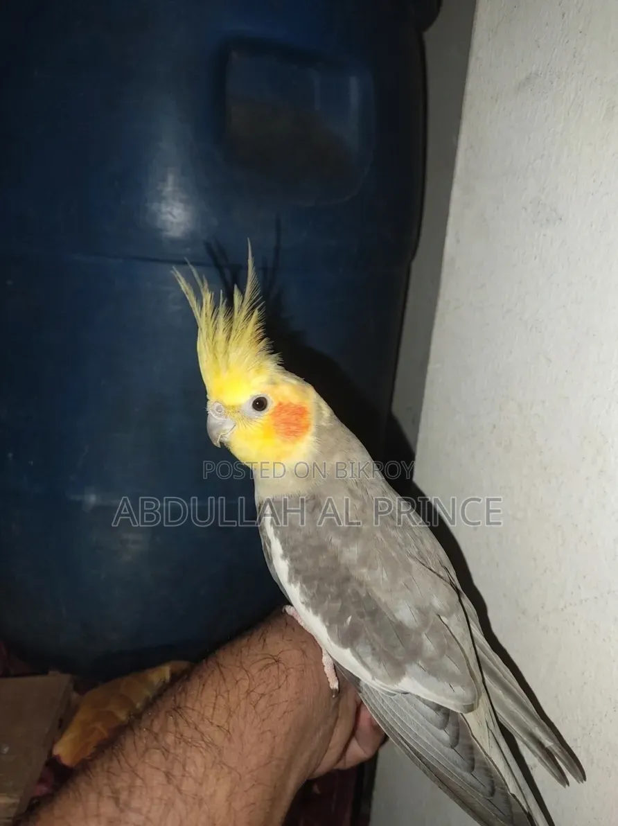 Proven Breeding Cockatiel Pair বিক্রি হবে 