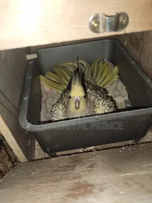 Proven Breeding Cockatiel Pair বিক্রি হবে 