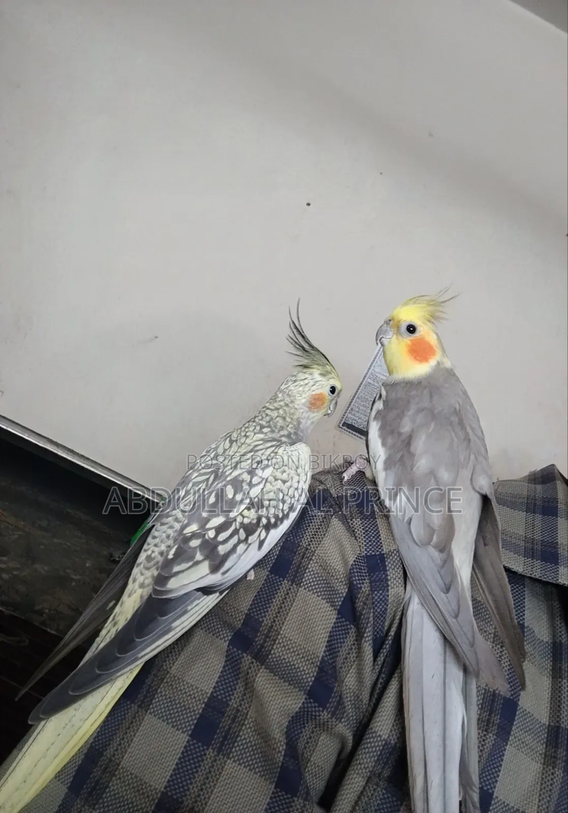 Proven Breeding Cockatiel Pair বিক্রি হবে 