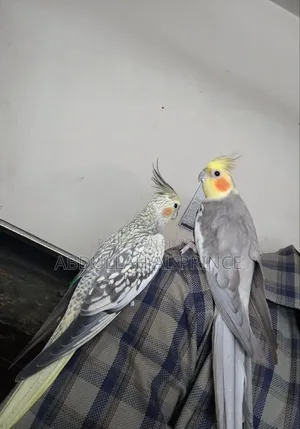 Proven Breeding Cockatiel Pair বিক্রি হবে 