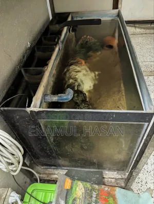 ব্যাক সাম্প সহ অ্যাকোরিয়াম