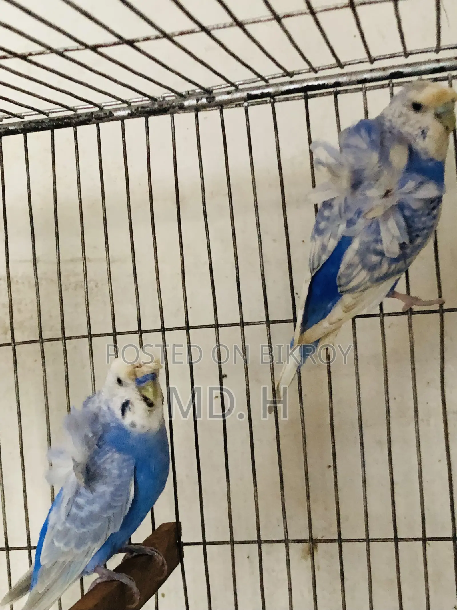 JP Bazrigarh Pair CW Vio Bajri
