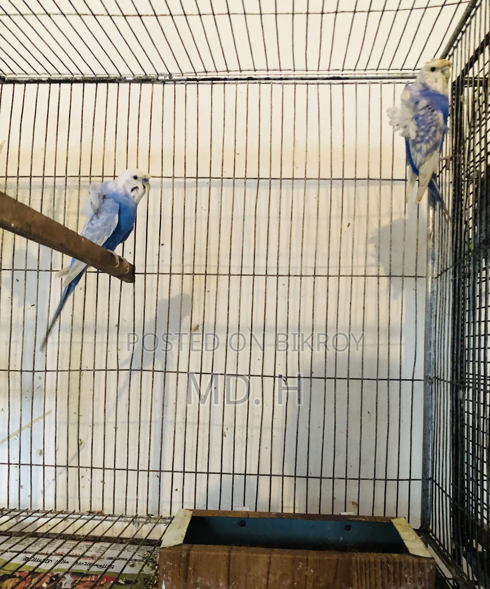 JP Bazrigarh Pair CW Vio Bajri