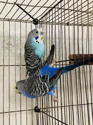 ক্লাসিক ক্রস্টেড বাজরিগার জোড়া