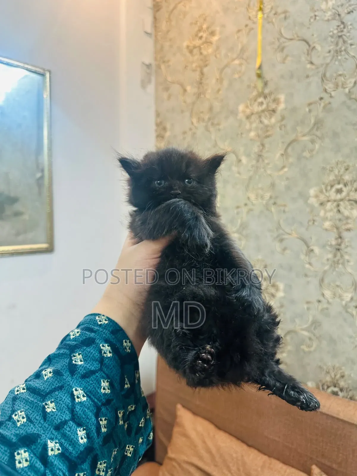 ১-৩ মাসের ফিমেল পিওরব্রেড পার্সিয়ান