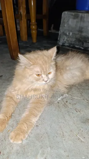 ৬-১২ মাসের ফিমেল মিক্সড ব্রিড পার্সিয়ান