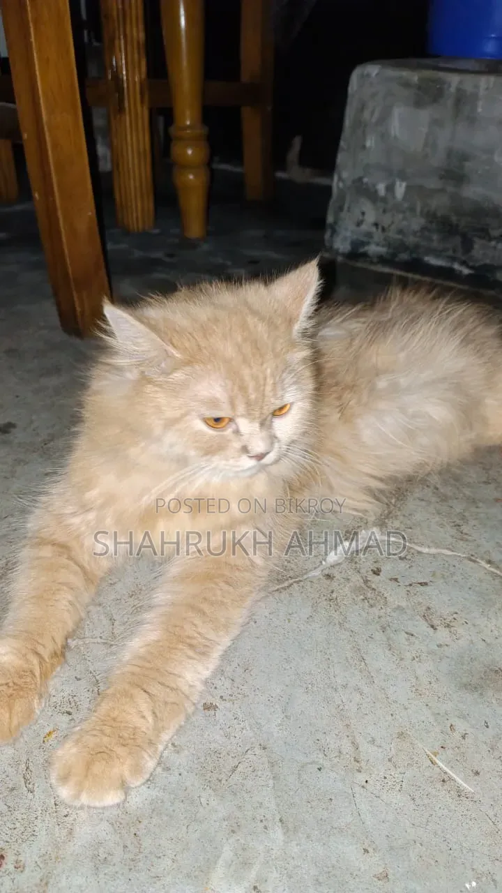৬-১২ মাসের ফিমেল মিক্সড ব্রিড পার্সিয়ান