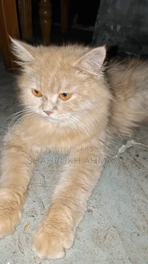 ৬-১২ মাসের ফিমেল মিক্সড ব্রিড পার্সিয়ান