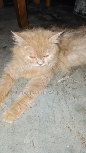 ৬-১২ মাসের ফিমেল মিক্সড ব্রিড পার্সিয়ান