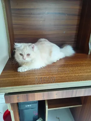 ৬-১২ মাসের নর খাঁটি পার্সিয়ান