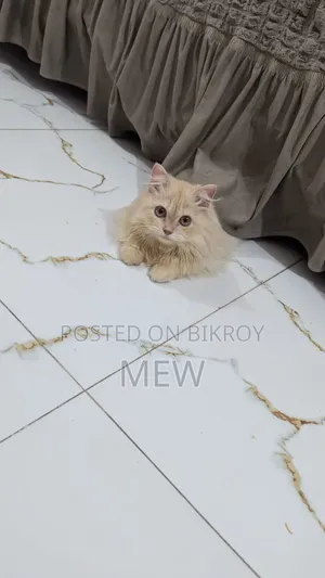 ৬-১২ মাসের নর খাঁটি পার্সিয়ান