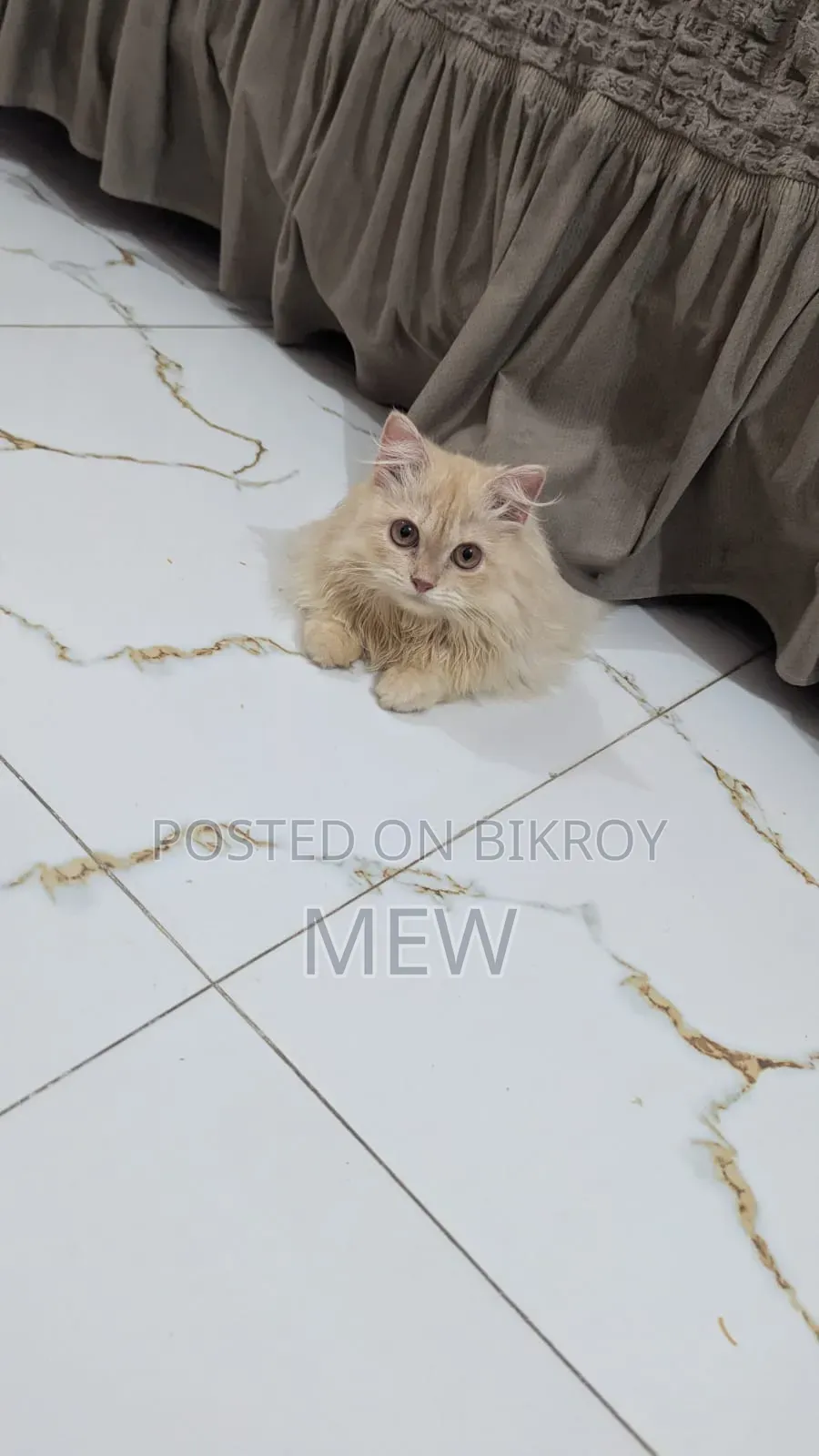 ৬-১২ মাসের নর খাঁটি পার্সিয়ান