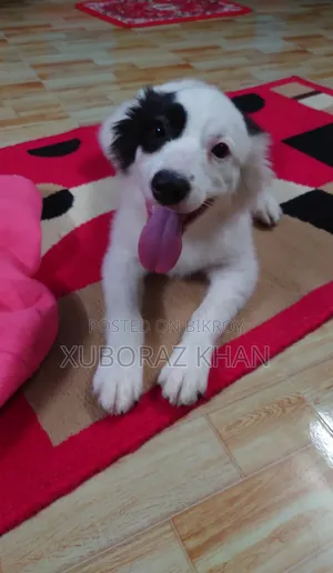 1-3 Months Male Mixed Breed Dog