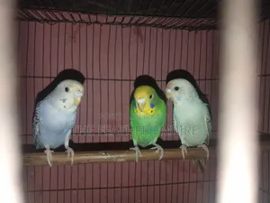 বজ্রিকা এর বেবি ৩টা সেল হবে