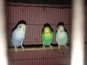 বজ্রিকা এর বেবি ৩টা সেল হবে
