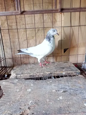 Highflyer Giribaj Female Pigeon