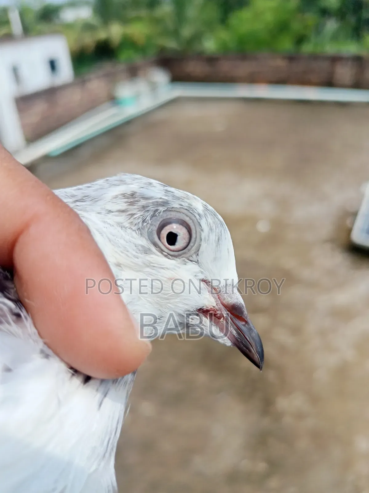 Highflyer Giribaj Female Pigeon