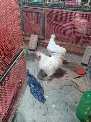আমেরিকান সিল্কি মোরগ