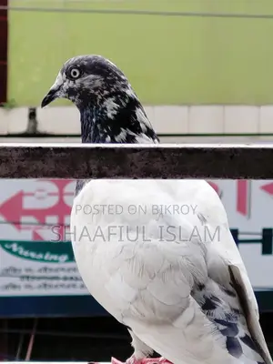 Pegion for Sell