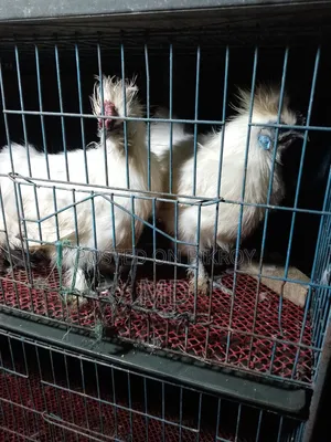 আমেরিকান সিল্কি মোরগ