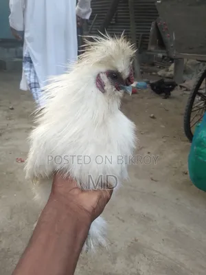 আমেরিকান সিল্কি মোরগ