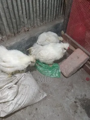 আমেরিকান সিল্কি মোরগ
