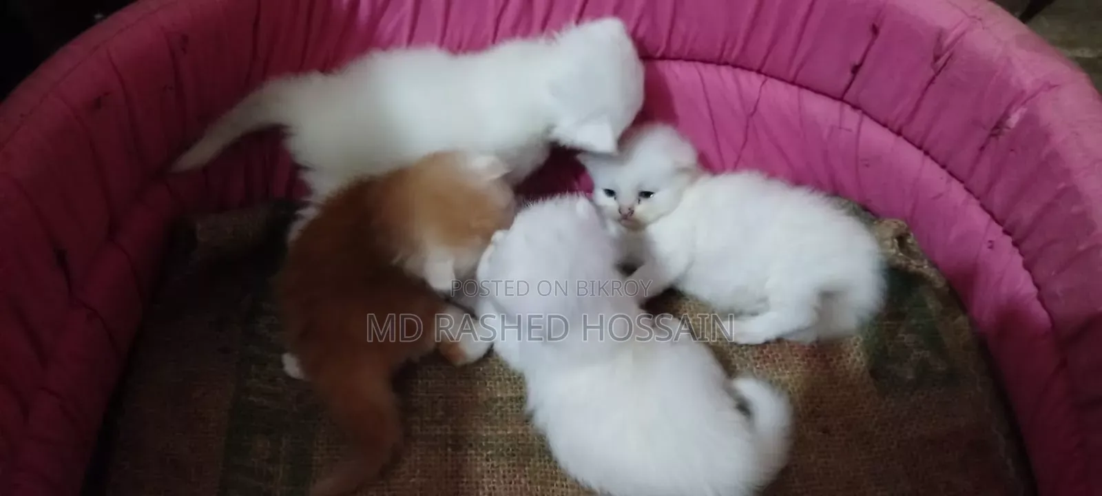 1+ year Female Purebred Persian