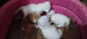 ১+ বছরের খাঁটি পার্সিয়ান স্ত্রী বিড়াল
