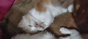 1+ year Female Purebred Persian