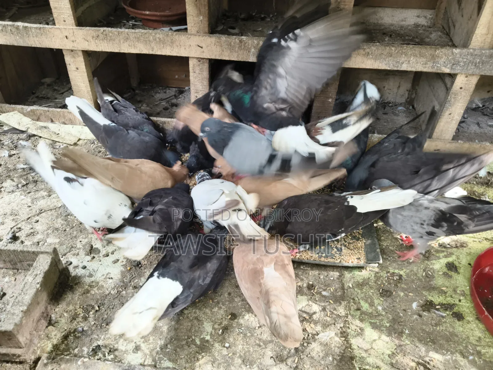 Fresh Pigeon