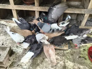 Fresh Pigeon