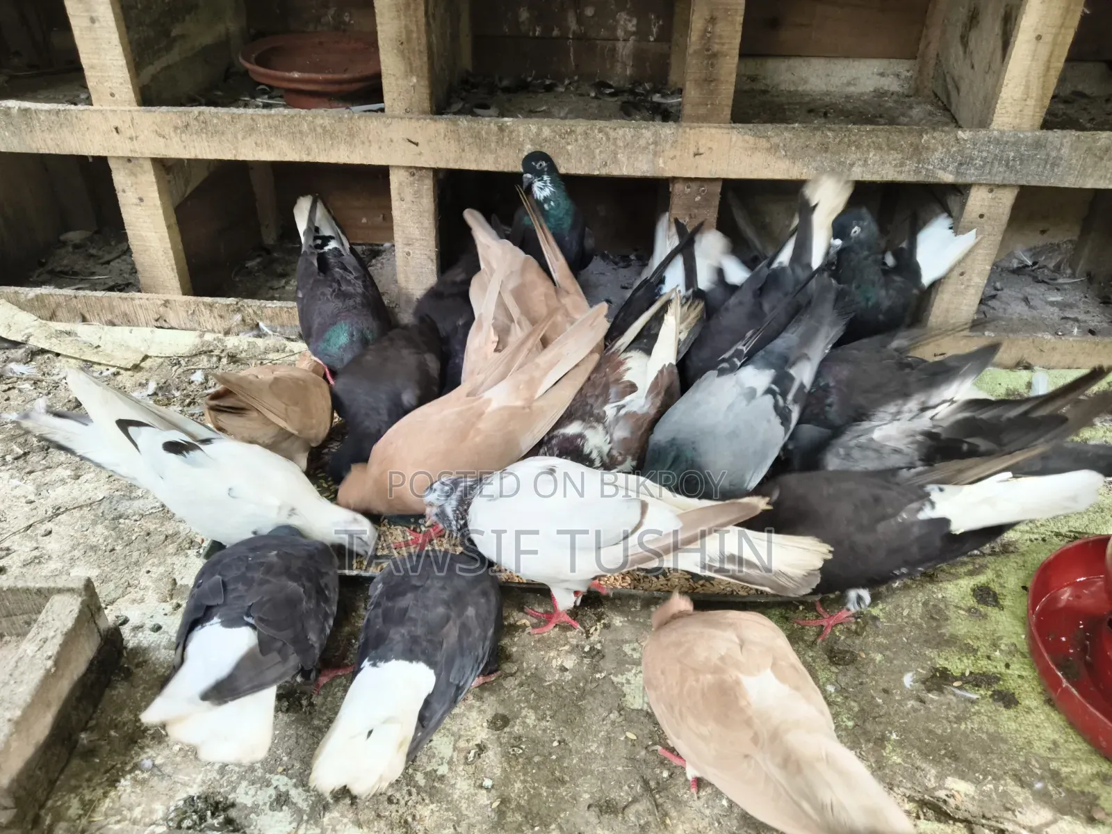 Fresh Pigeon