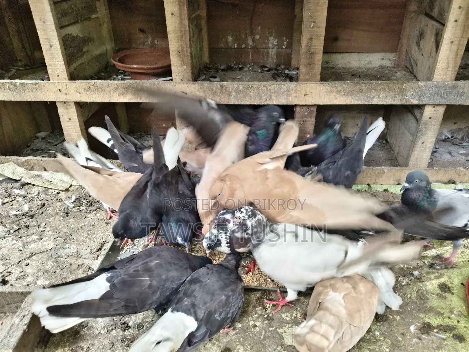 Fresh Pigeon