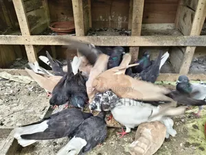 Fresh Pigeon