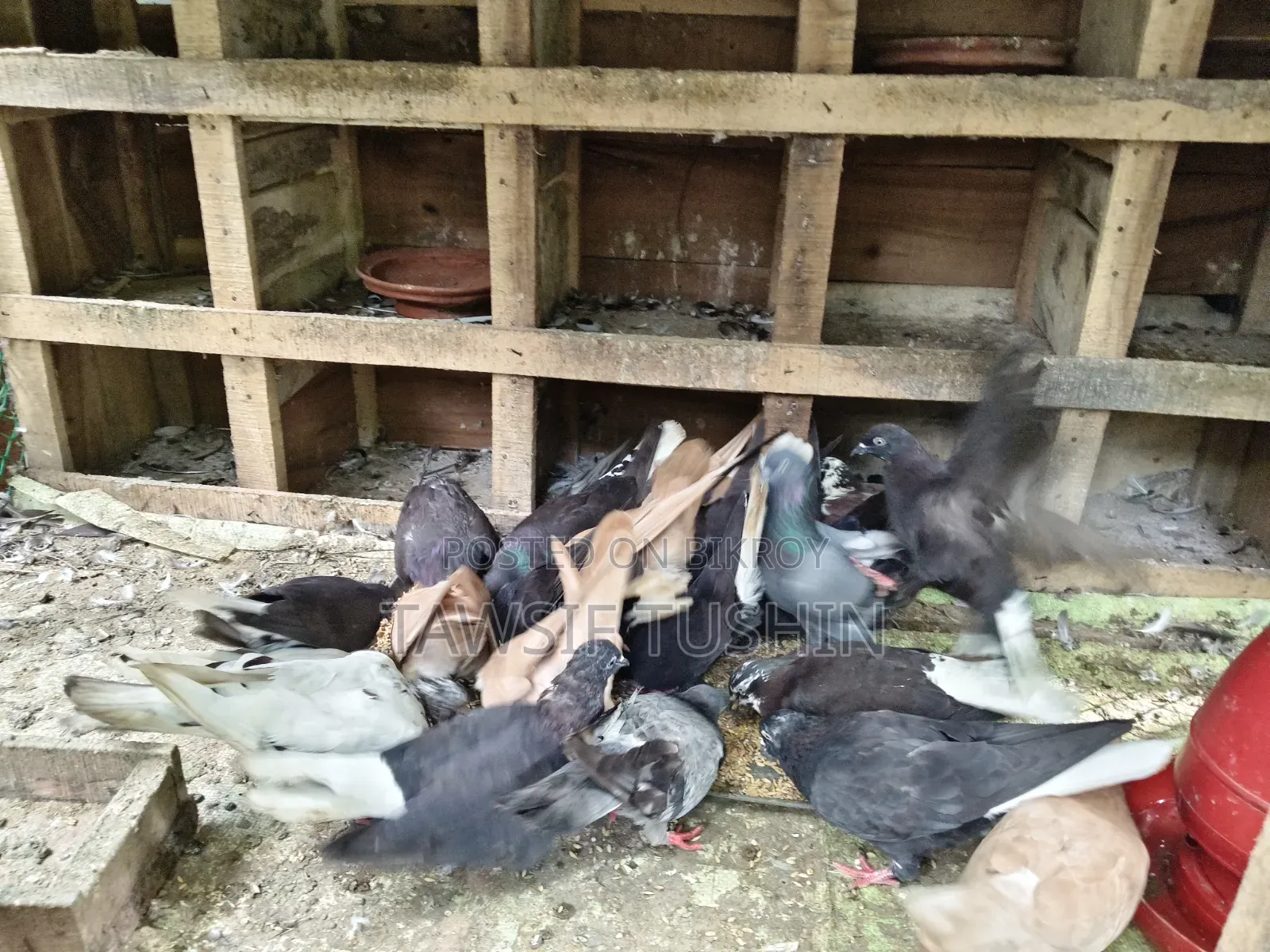 Fresh Pigeon