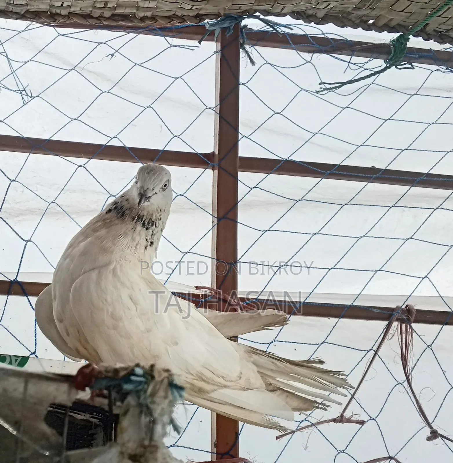 Giribaj Male Pigeon