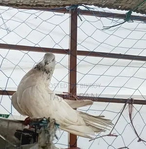 Giribaj Male Pigeon