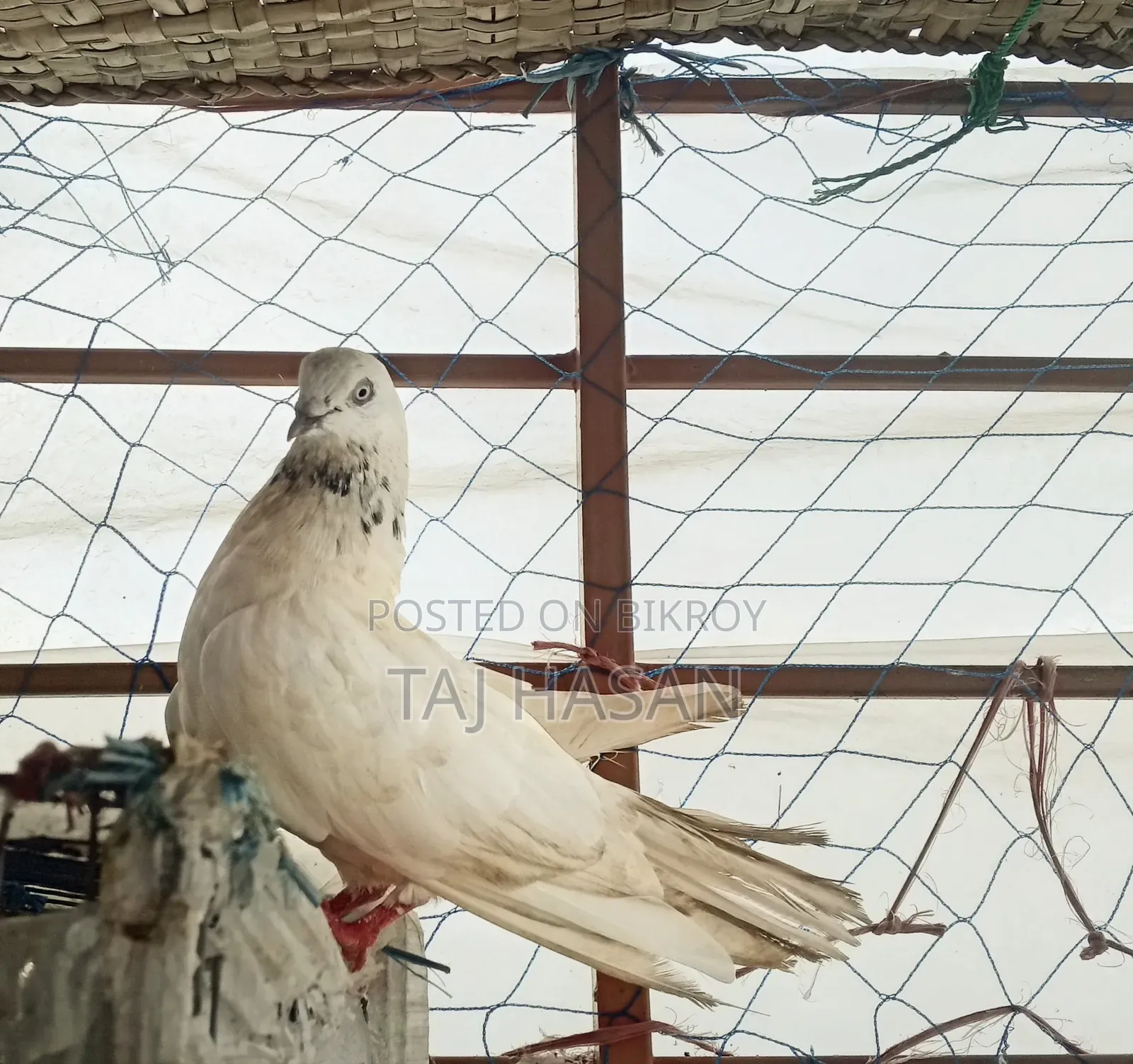 Giribaj Male Pigeon