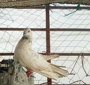 Giribaj Male Pigeon