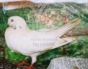 Giribaj Male Pigeon