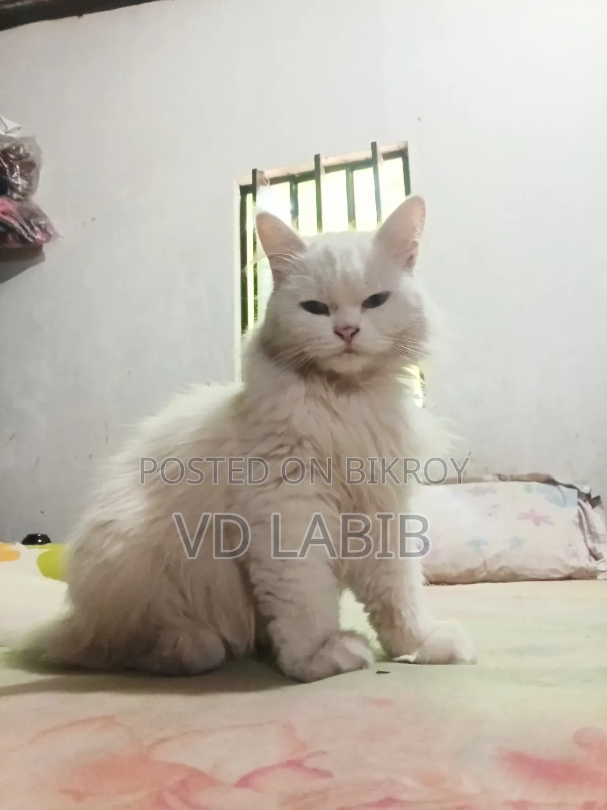 ১-৩ মাস বয়সী ফিমেল মিক্সড ব্রিড পার্সিয়ান
