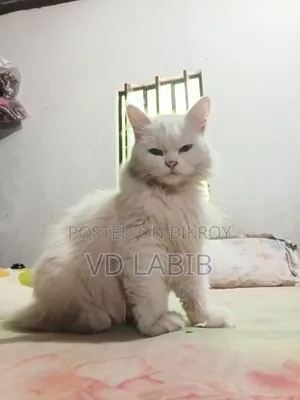 ১-৩ মাস বয়সী ফিমেল মিক্সড ব্রিড পার্সিয়ান