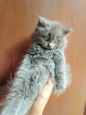 ১-৩ মাসের নর খাঁটি পার্সিয়ান