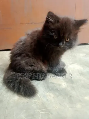 ১-৩ মাসের নর খাঁটি পার্সিয়ান